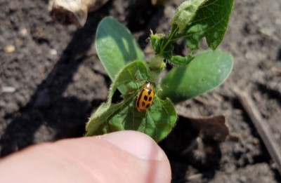 Bean leaf beetle causes early season damage to soybean plant