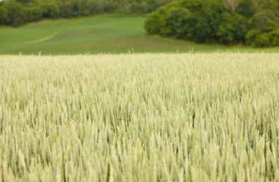 wheat field